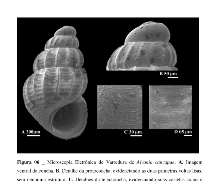 Figura  06  _  Microscopia  Eletrônica  de  Varredura  de  Alvania  cancapae.  A.  Imagem  ventral da concha, B