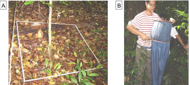 Figura 3 – Técnica de coleta da serapilheira no campo. A: demarcação da área  de extração da serapilheira; B: peneirando a serapilheira extraída