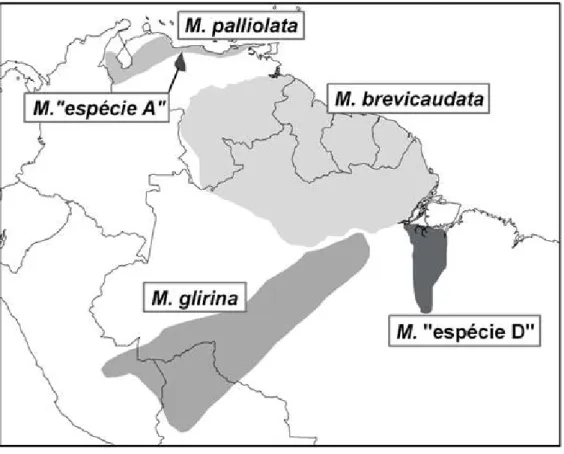 FIGURA  2.  Distribuição  geográfica  das  formas  atualmente  reconhecidas  para  o  complexo  Monodelphis brevicaudata. Modificada de Pine &amp; Handley, 2007. 