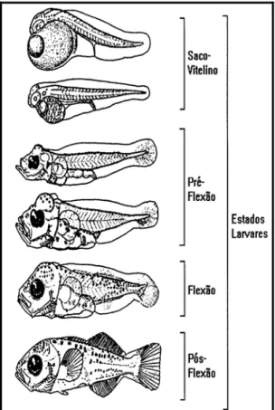 FIGURA 8 - Estágios de desenvolvimento de uma  larva de peixe. Fonte: Adaptado de Moser (1984)