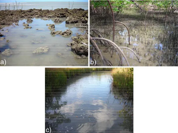 FIGURA 2: Os habitats de afloramentos rochosos (a), floresta de mangue misto (b) e marismas (c)  apresentados na Ilha do Areuá, estuário inferior do Rio Curuçá, Norte do Brasil, 2009