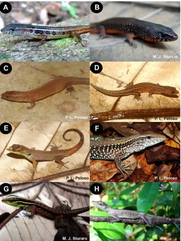 Figura  5.  Espécies  mais  abundantes  de  lagartos  registradas  na  grade  do  PPBio,  Floresta  Nacional  de  Caxiuanã,  Portel,  Pará
