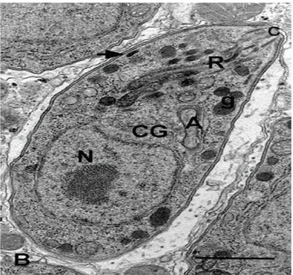 Figura  3.  Morfologia  geral  da  forma  taquizoíto  de  Toxoplasma  gondii.  Corte  longitudinal  onde:  N  -  núcleo,  c  -  conóide,  R  -  róptrias,  A  -  apicoplasto,  CG  -  Complexo de Golgi, g - grânulo denso, seta - micronema