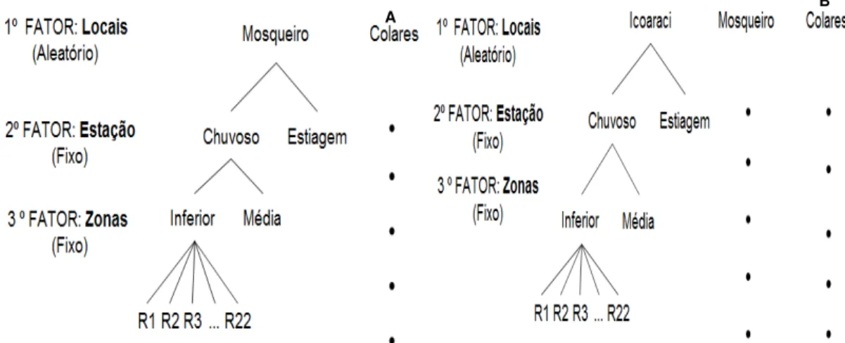 Figura  3.  Delineamento  amostral  com  a  indicação  dos  fatores  testados  para  caracterização  dos  padrões  de  distribuição  de  Neritina  zebra  nas  zonas  inferior  e  média em substrato rocha do entremarés