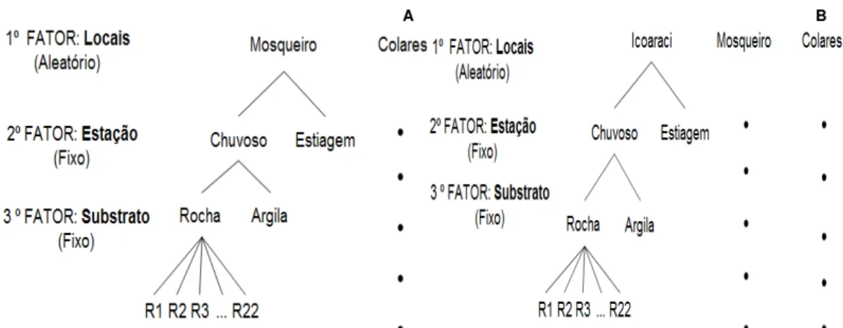 Figura 4. Delineamento amostral com a indicação dos fatores para caracterização dos  padrões de distribuição de Neritina zebra em substrato rocha e argilito do entremarés  em Mosqueiro e Colares