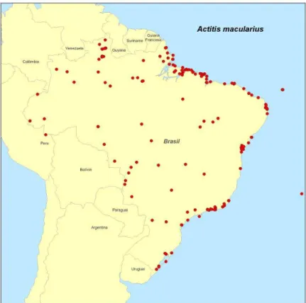 Figura 20  - Distribuição geográfica de Actitis macularius entre as latitudes 5 o  N a 35  o  S, baseados  na literatura, coleções de museus, dados de anilhamento e censos