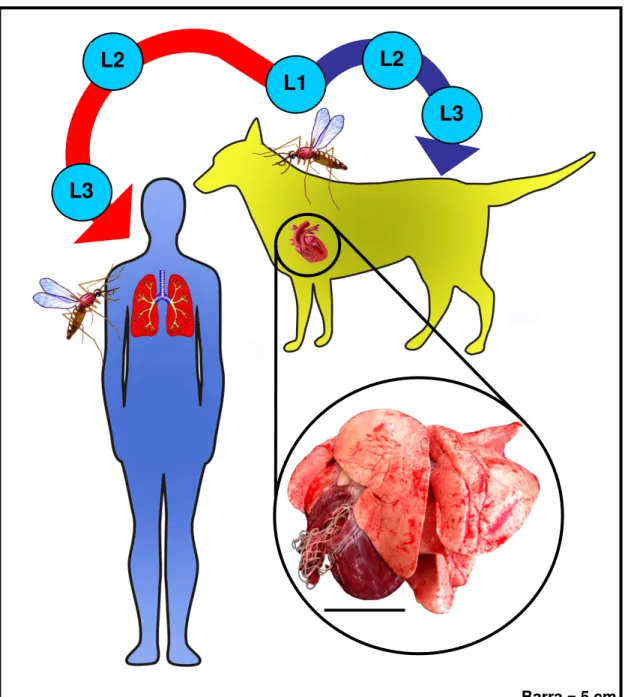 Figura  1:  Ciclo  de  vida  de  D.  immitis.  Após  a  cópula  dos  vermes  adultos  localizados  no  coração  do  cão,  as  fêmeas  liberam  microfilárias  (L1)  na  circulação  sanguínea  do  hospedeiro