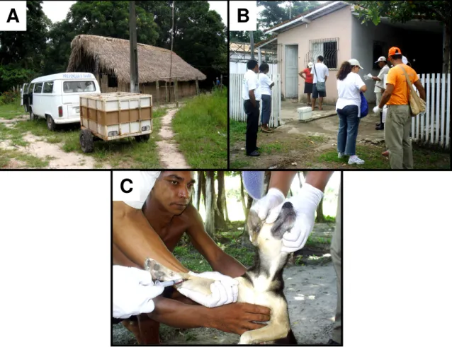 Figura 5: Atividades de coleta no município de Salvaterra, Ilha do Marajó –  PA. A) Atividades de coleta desenvolvidas neste trabalho acompanhadas pelas  equipes dos Órgãos de Saúde Pública; B) Entrevista com os donos dos cães  para obtenção de dados; C) C