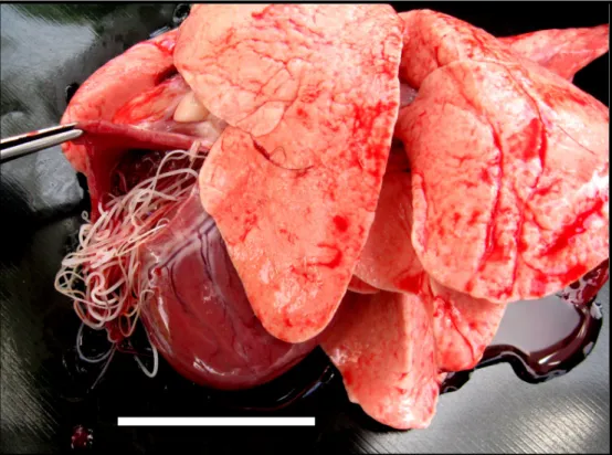 Figura 8: Coração e pulmão de um cão necropsiado em São Sebastião da  Boa  Vista  –  Ilha  do  Marajó,  Estado  do  Pará