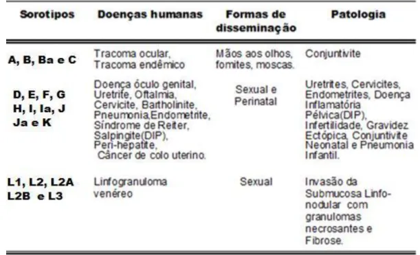 Tabela 2 - Sorotipos da Chlamydia  trachomatis e suas associações com doenças  humanas