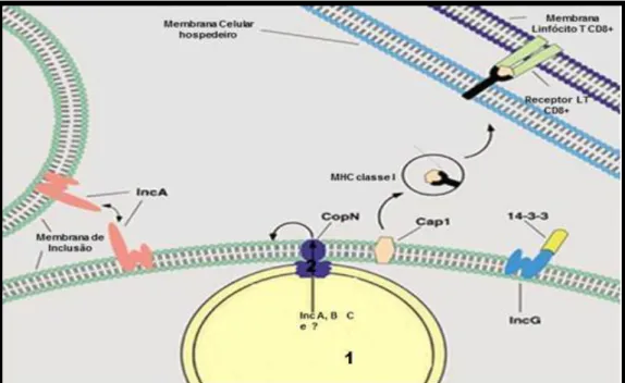 FIGURA 7 - Biologia intracelular de proteínas da Chlamydia trachomatis associadas  a membrana de inclusão