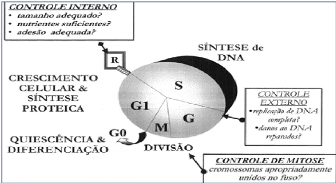 Figura 1- Pontos de controle do ciclo celular. O ciclo celular possui fases ordenadas, em G0  a célula encontra-se diferenciada, em G1 aumenta de tamanho e prepara a síntese protéica,  nesta fase a célula está sensível à influências ambientais , se não for