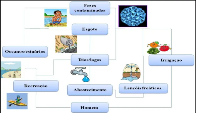 Figura 1. Vias de disseminação dos vírus entéricos pelo ambiente.  Fonte: Adaptado de Bosch,  1998