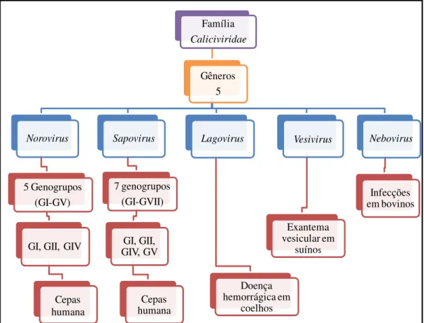 Figura 2. Classificação e taxonomia dos calicivírus. 