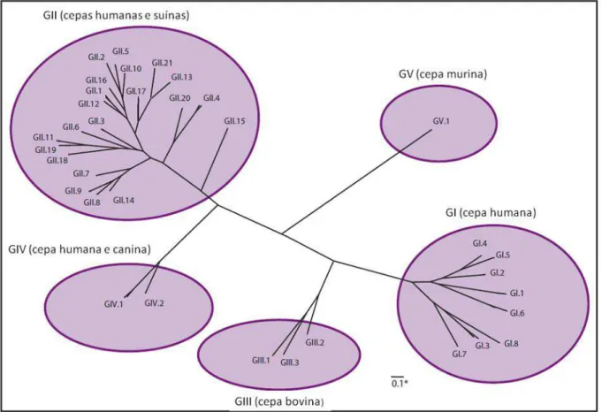 Figura 5. Classificação dos cinco genogrupos e 35 genótipos de NoV de acordo com a análise  da sequência completa da proteína VP1