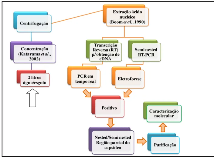 Figura  9.  Fluxograma  de  todos  os  procedimentos  laboratoriais  empregados  na  análise  de  norovírus