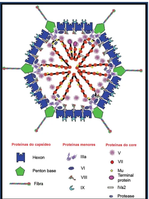 Figura 3- Representação esquemática da localização das proteínas estruturais da partícula do  adenovírus baseada em microscopia crio eletrônica e cristalografia
