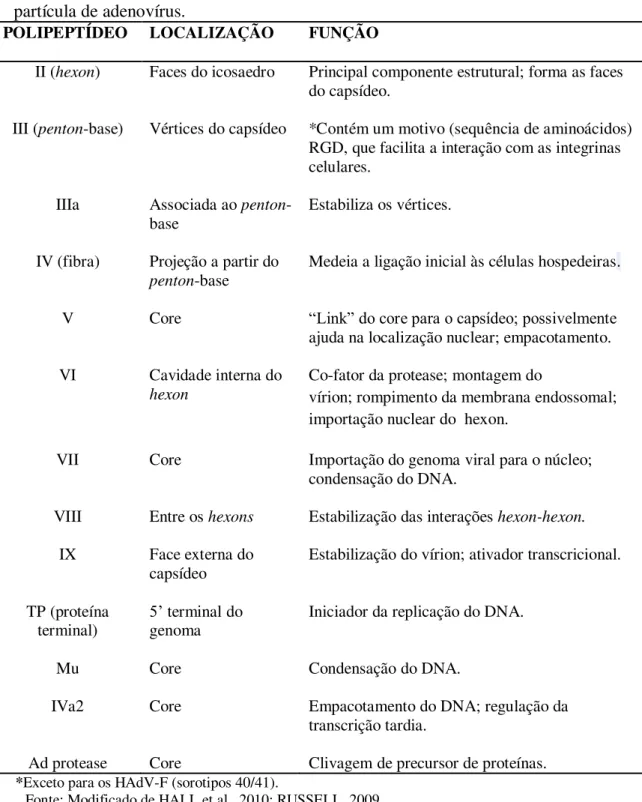 Tabela 4- Localização e funções das proteínas estruturais presentes no capsídeo e no core da       partícula de adenovírus
