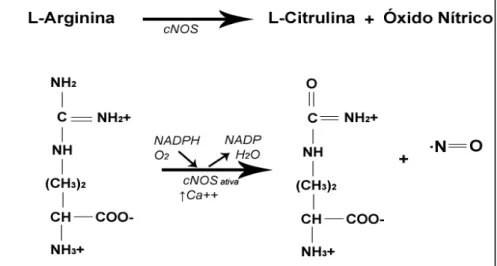 Figura  5.  Desenho  esquemático  da  reação  química  de  oxidação  da  L-arginina  pela  ação  da  enzima  óxido  nítrico  sintase  produzindo  a  L-citrulina  e  uma  molécula  de  óxido nítrico (DAFF, 2010  –  Com adaptações)