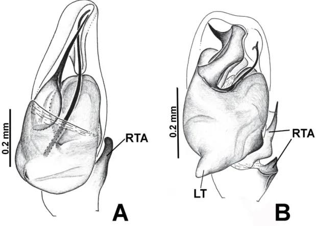 Figura  2:  Palpo  do  macho  em  vista  ventral.  A  Marma  nigritarsis  (Simon,  1900);  B  Amphidraus  complexus Zhang &amp; Maddison, 2012