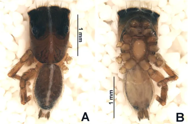 FIGURE 5. Amphidraus caxiuanan sp. nov. A male holotype, dorsal view; B same,  ventral view