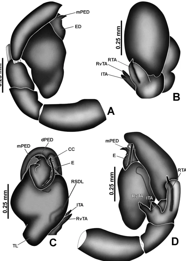 FIGURE 8. Amphidraus pulvinus sp. nov. A male holotype, dorsal view; B same, ventral  view