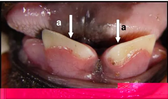 Figura 5 - Búfalos de zero a três meses de idade: surgimento das pinças (1º  par) decíduas (a) 