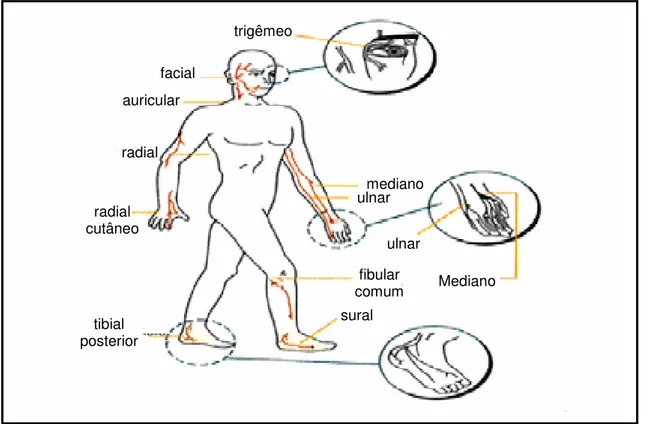 Figura 5: Principais nervos acometidos na hanseníase  Fonte: NOGUEIRA, 2006. 