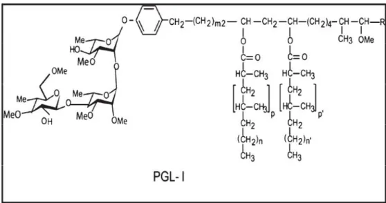 Figura  6: Representação espacial  da  molécula  de glicolipídeo  fenólico  1 (phenolic glycolipid – PGL-1).