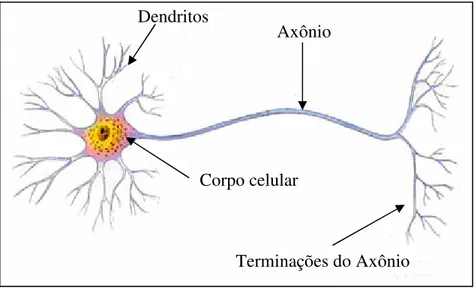Figura 3.1: Modelo do neurônio biológico. 