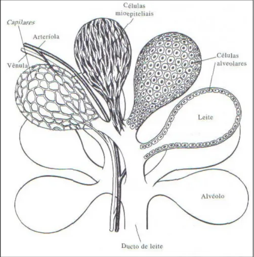 Figura 2.1 - Grupo de alvéolos da glândula mamária de uma cabra (Fonte: STABENFELDT; 