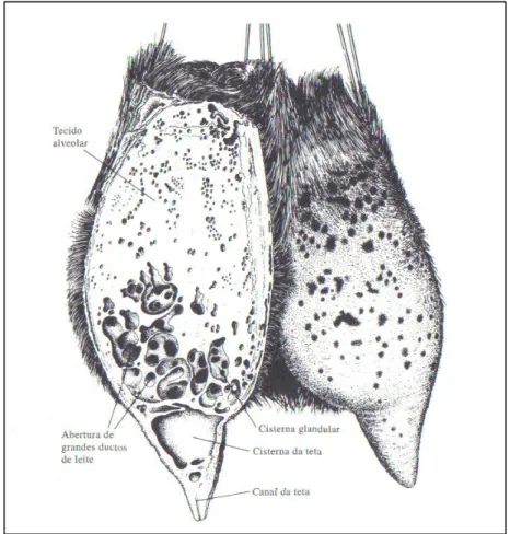 Figura 2.2 - Descrição do úbere de uma cabra, com os tecidos alveolares, a cisterna  glandular e seus grandes ductos, cisterna da teta, e o canal da teta