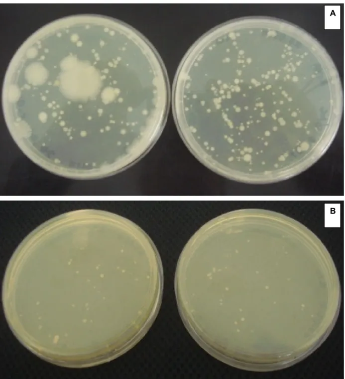 Figura 9: Placas com amostras do pó das folhas de A. chica mostrando o crescimento de bactérias (A) e fungos (B) em diluição 1:1000.