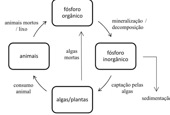 Figura  2.1  -  Ciclo  do  fósforo  em  sistemas  aquáticos  naturais.  Fonte:  Adaptado  de  JI  (2008)