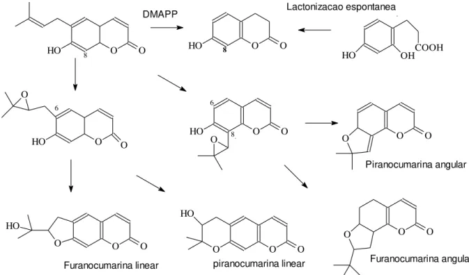 Figura  4: Derivados da cumarina (LAKE, 1999). 