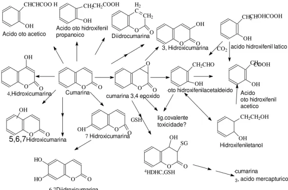 Figura  5: Metabolismo das cumarinas (LAKE,1999). 