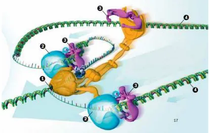Figura 4: Máquina de Enzimas que divide o DNA em dois filamentos Fonte: [Tower 2010]