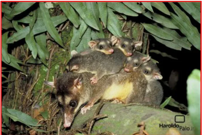 Figura 2: Aspecto geral do Marsupial Silvestre: Cuíca-de-quatro-olhos  –  Philander opossum