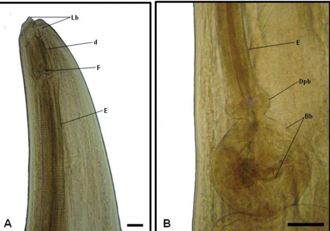 Figura 4: Fotos de Microscopia de luz de exemplar de Nematoda da Família Kathlaniidae, parasito  de intestino grosso de Philander opossum