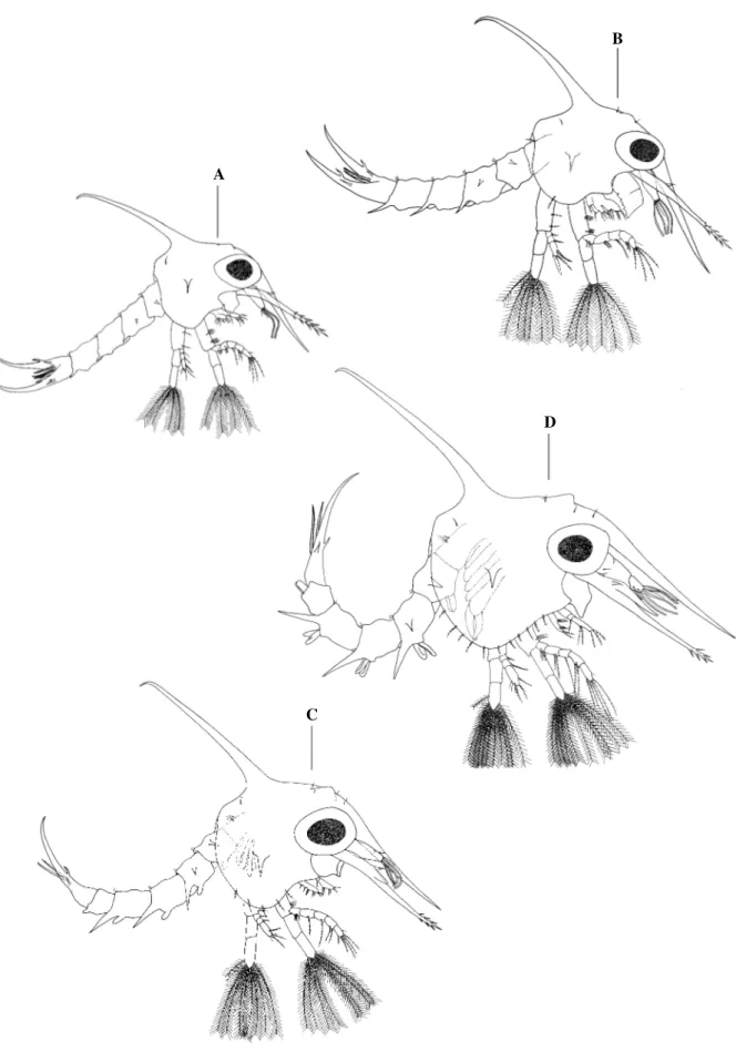 Fig. 2. Panopeus lacustris. Lateral view: A, zoea I; B, zoea II; C, zoea III; D, zoea IV
