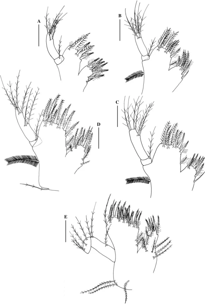 Fig.  4.  Panopeus  lacustris.  Maxillule:  A,  zoea  I;  B,  zoea  II;  C,  zoea  III;  D,  zoea  IV;  E,  megalopa