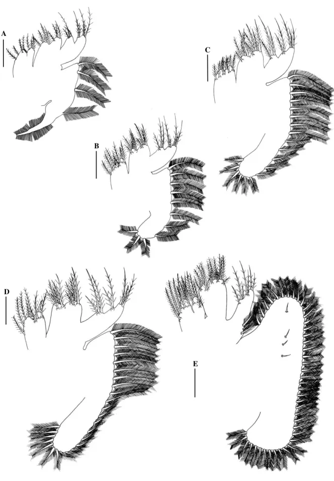 Fig.  5.  Panopeus  lacustris.  Maxilla:  A,  zoea  I;  B,  zoea  II;  C,  zoea  III;  D,  zoea  IV;  E,  megalopa