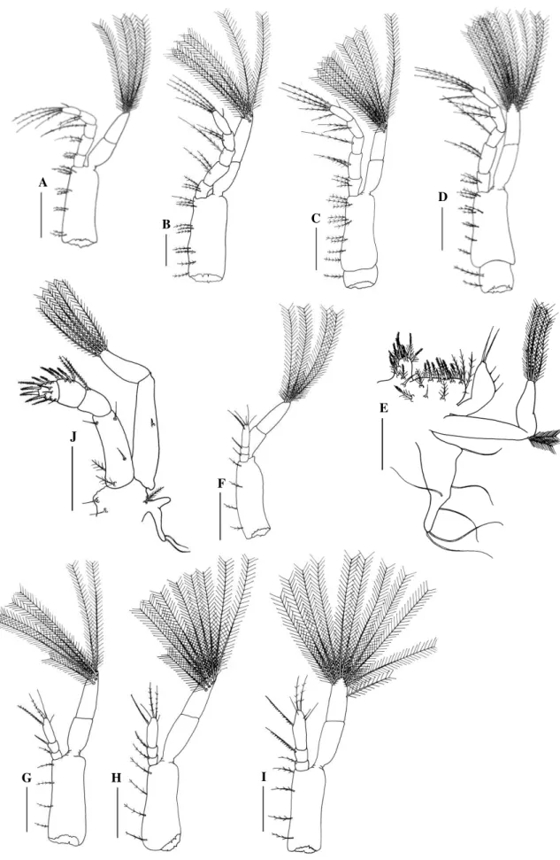 Fig. 6. Panopeus lacustris. First maxilliped: A, zoea I; B, zoea II; C, zoea III; D, zoea IV; E,  megalopa