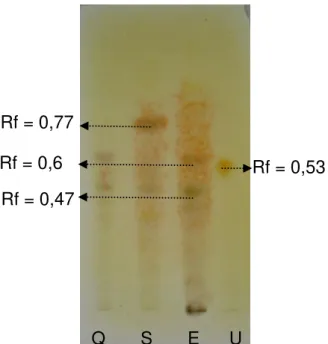 Figura 11 – Cromatograma em camada delgada da fração alcaloídica dos extratos etanólicos de Q, S,  E  e  uleína  (U)  revelado  com  Dragendorff