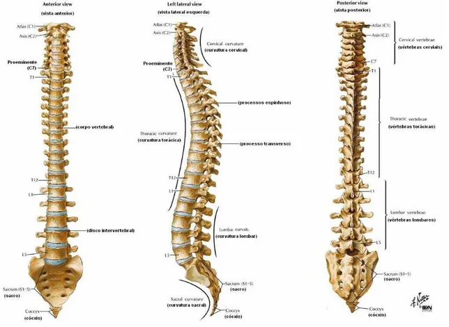 Figura 3 –  vista  frontal, lateral esquerda e posterior da coluna vertebral  (NETTER 2000 p.142) 