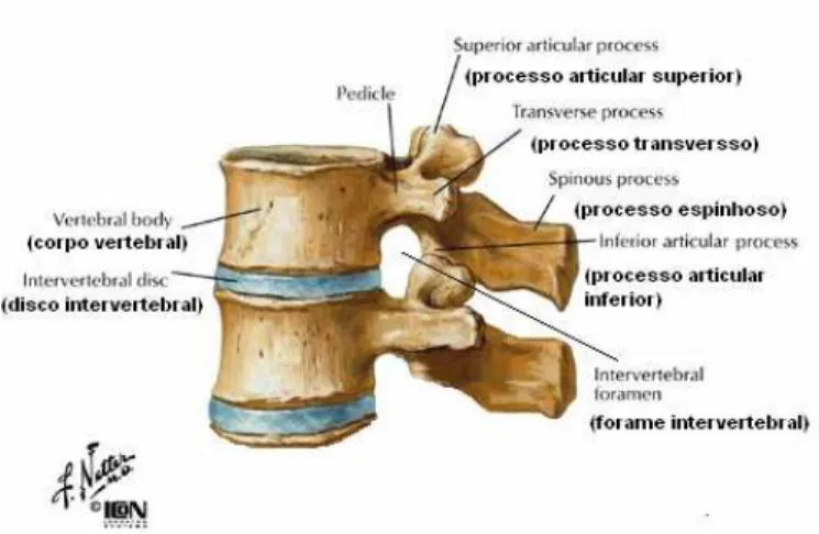 Figura 5 – disco intervertebral  e processos articulares 