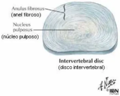 Figura 6 –  estruturas do disco intervertebral (NETTER 2000, p. 144) 