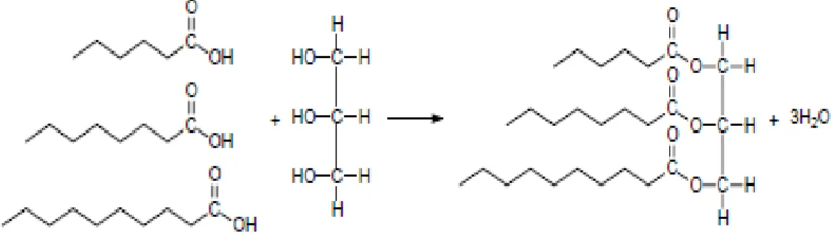Figura 3. 1: Formação de um triacilglicerídeo a partir da glicerina e dos ácidos graxos  Capróico(C6:0),Caprílico(C8:0) e Cáprico (C10:0)