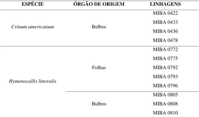 Tabela  2:  Linhagens  de  fungos  endofíticos  de  Crinum  americanum  L.  e  Hymenocallis  littoralis (Jacq.) Salisb