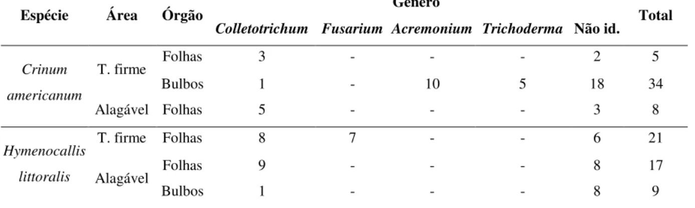 Tabela 4: Número de fungos endofíticos isolados de Crinum americanum L. e Hymenocallis  littoralis (Jacq.) Salisb